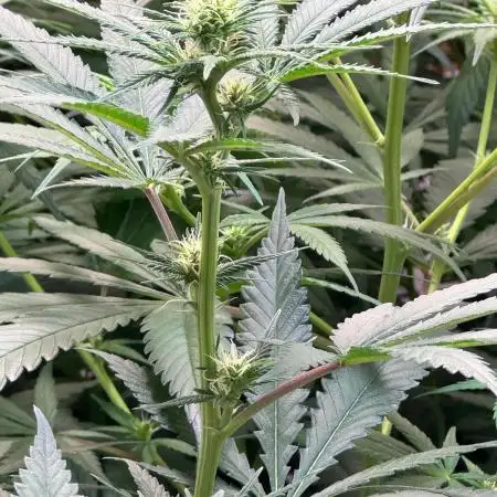 Critical - RQS