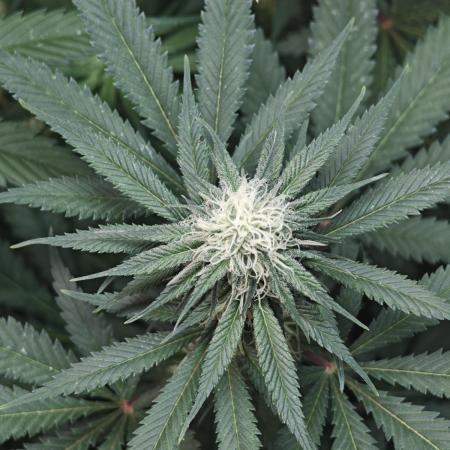 Critical - RQS