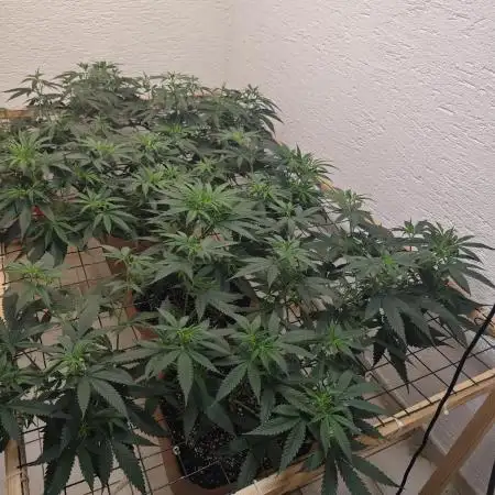 Critical - RQS