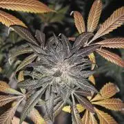 Franco-Lemon-Banana
