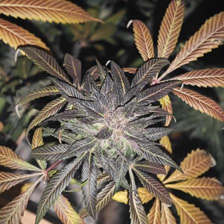 Franco-Lemon-Banana