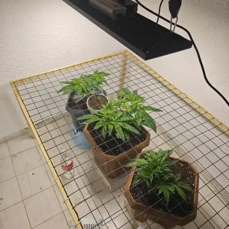 Jack herer - Ssh - Critical widow