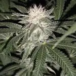 Jack herer - Ssh - Critical widow