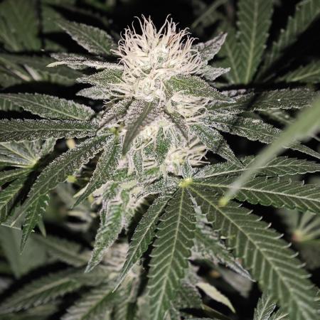 Jack herer - Ssh - Critical widow