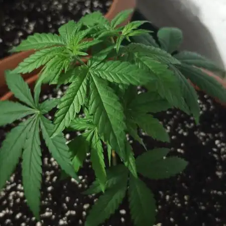 Critical - RQS