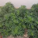 Critical - RQS