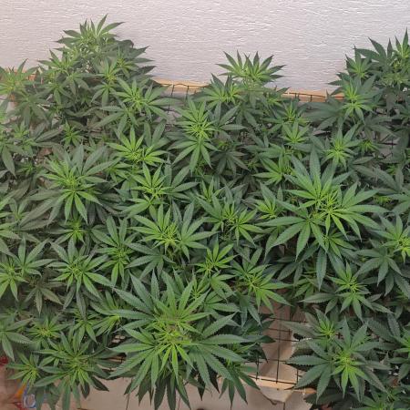 Critical - RQS