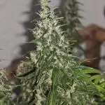 Jack herer - Ssh - Critical widow