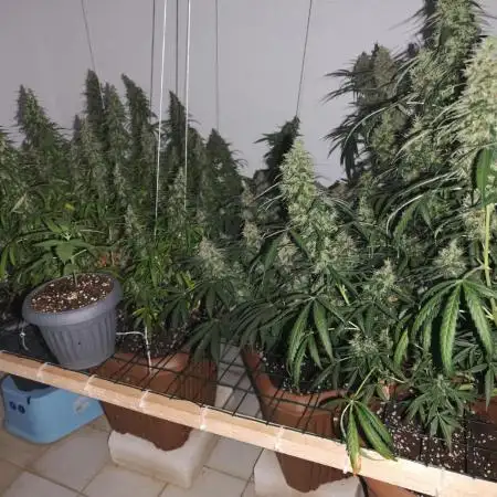Jack herer - Ssh - Critical widow
