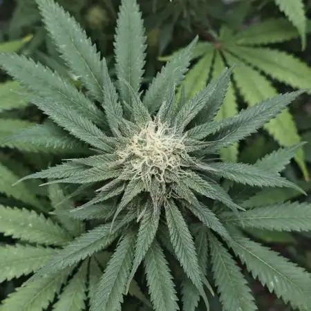 Critical - RQS