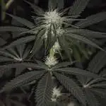 Critical - RQS