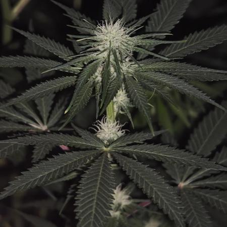 Critical - RQS