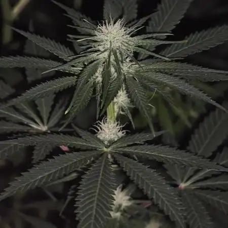 Critical - RQS