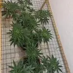 Critical - RQS
