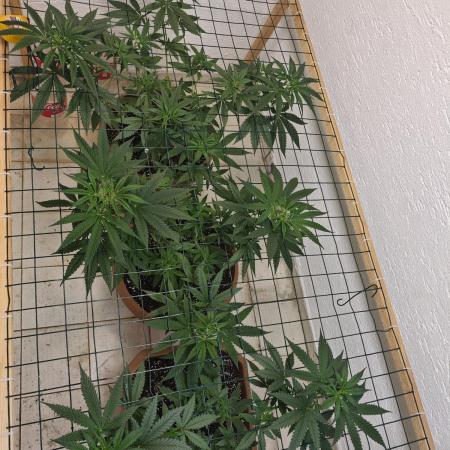 Critical - RQS