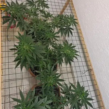 Critical - RQS