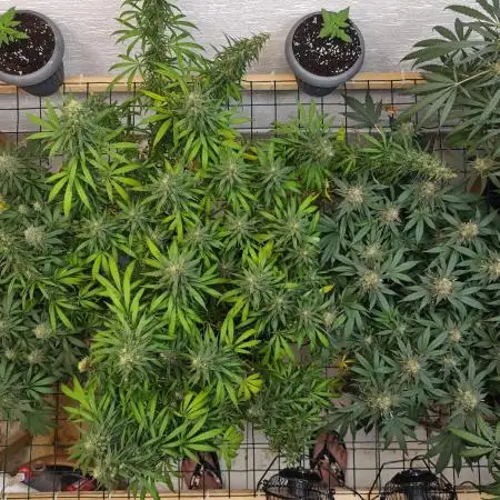Jack herer - Ssh - Critical widow