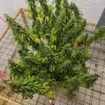 Jack herer - Ssh - Critical widow
