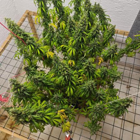 Jack herer - Ssh - Critical widow