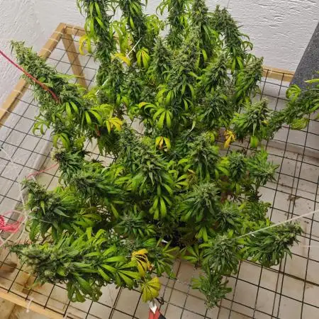 Jack herer - Ssh - Critical widow