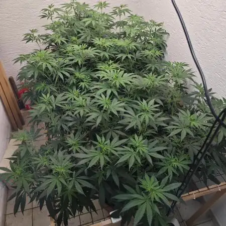 Critical - RQS