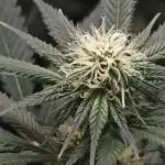 Critical - RQS