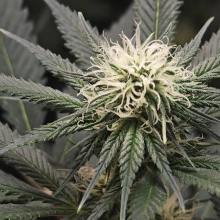 Critical - RQS