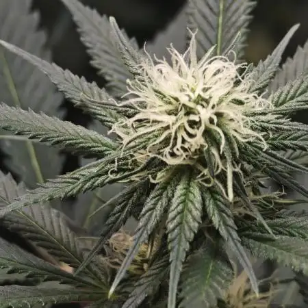 Critical - RQS