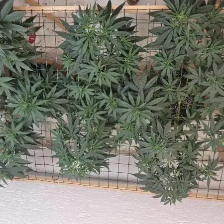 Critical - RQS