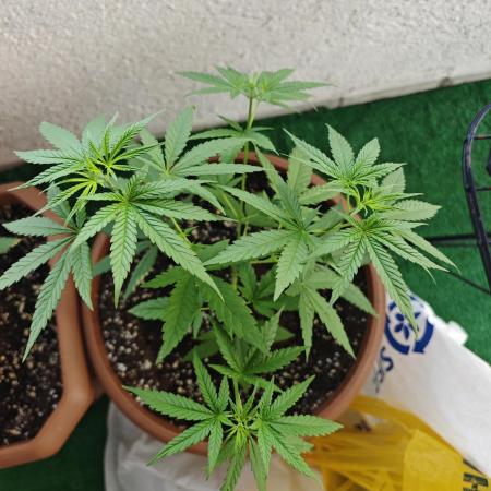 Critical - RQS