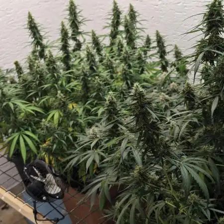 Jack herer - Ssh - Critical widow