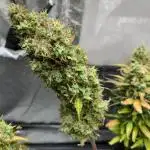 Fastbuds gorilla z wedding glue