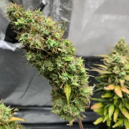 Fastbuds gorilla z wedding glue