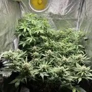 Guava auto RF3 and frostbanger fast buds