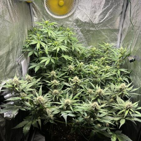 Guava auto RF3 and frostbanger fast buds