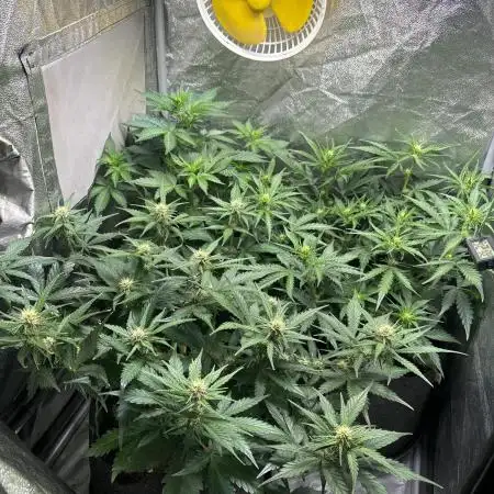 Guava auto RF3 fast buds