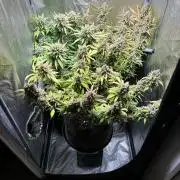 Guava auto RF3 and frostbanger fast buds