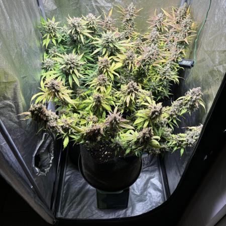 Guava auto RF3 and frostbanger fast buds