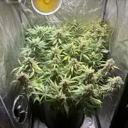 Guava auto RF3 and frostbanger fast buds