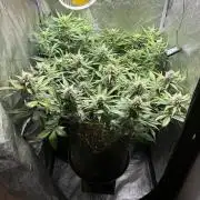 Guava auto RF3 and frostbanger fast buds