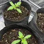 Fastbuds gorilla z wedding glue