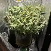 Guava auto RF3 and frostbanger fast buds