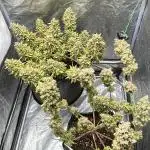 Fastbuds gorilla z wedding glue