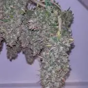 Fastbuds gorilla z wedding glue