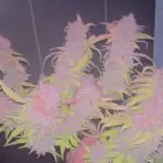 Guava auto RF3 and frostbanger fast buds