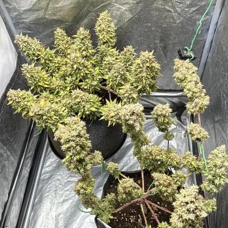 Fastbuds gorilla z wedding glue