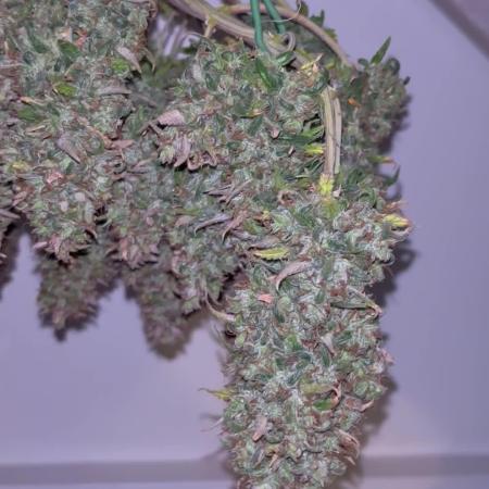 Fastbuds gorilla z wedding glue