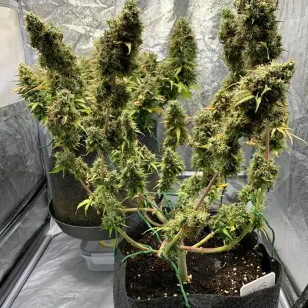 Fastbuds gorilla z wedding glue