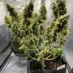 Fastbuds gorilla z wedding glue