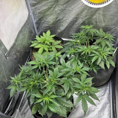 Guava auto RF3 fast buds